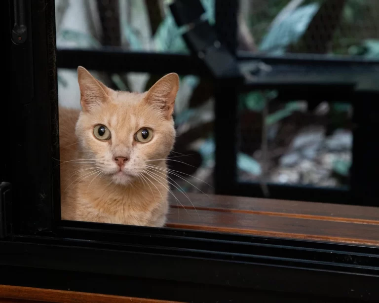 Gato cliente de Espacio Gatos dentro de una transportadora preparada con manta, junto a feromonas para gatos y un difusor antes de un viaje o una estadía en Buenos Aires.