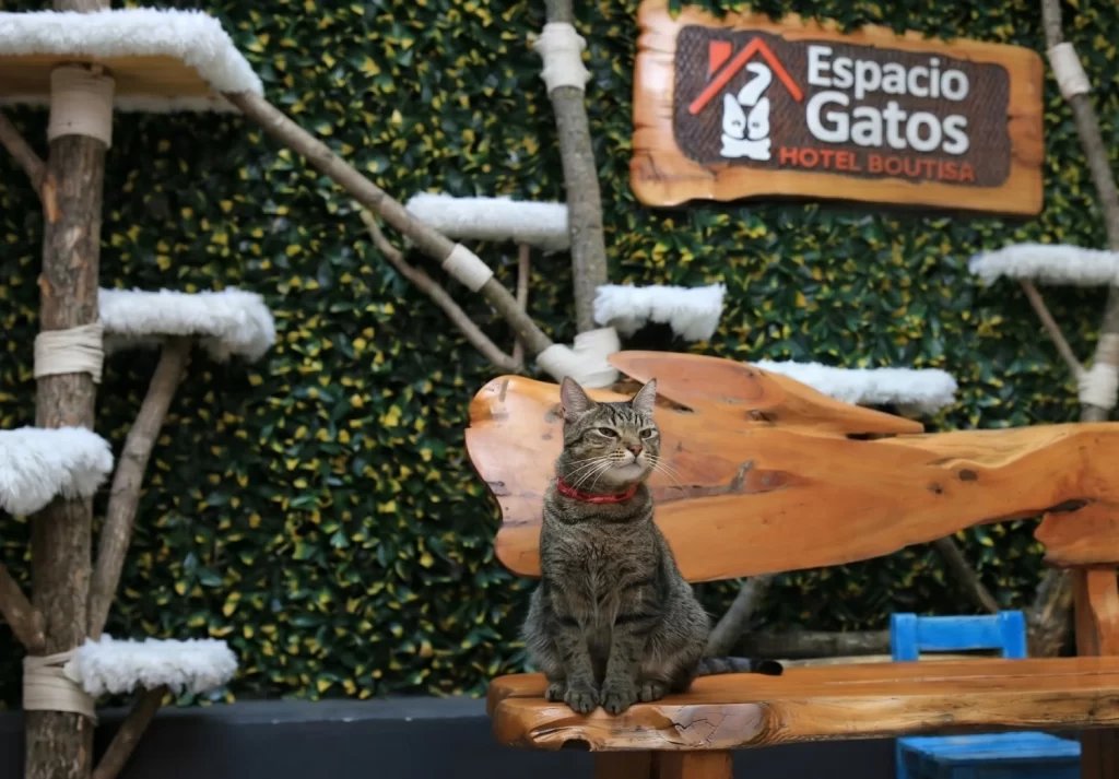 Gato en el hotel felino Espacio Gatos, una opción de estadía para vacaciones de invierno en Argentina.
