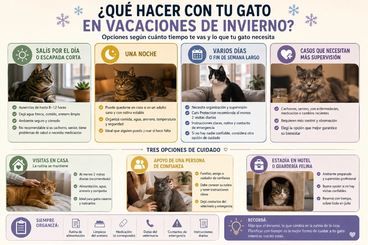 Infografía sobre qué hacer con tu gato en vacaciones de invierno según si te vas por el día, una noche, varios días o si necesita más supervisión.