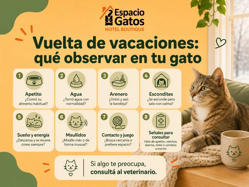 Infografía con ocho aspectos para observar en un gato después de vacaciones: apetito, agua, arenero, escondites, energía, maullidos, contacto y señales de consulta.