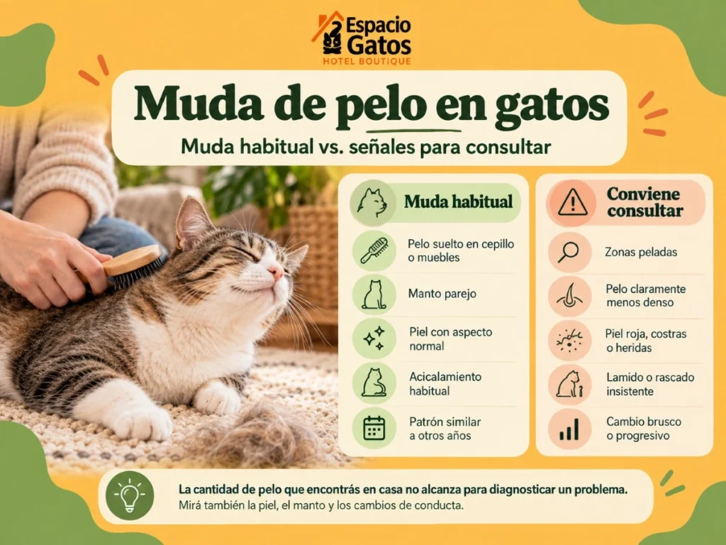 Infografía sobre muda normal de pelo en gatos y señales para consultar